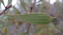 Hakea dactyloides