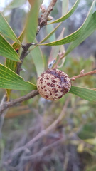 Hakea dactyloides