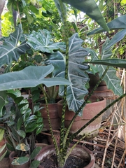 Alocasia zebrina