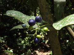 Psychotria suterella