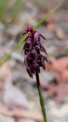 Genoplesium woollsii