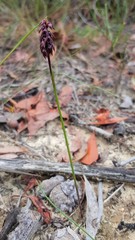 Genoplesium woollsii