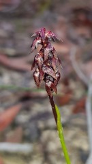 Genoplesium woollsii