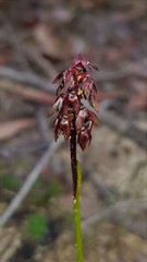 Genoplesium woollsii