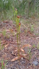 Pterostylis furva