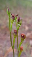 Pterostylis furva
