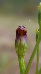 Pterostylis furva