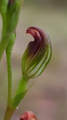 Pterostylis furva