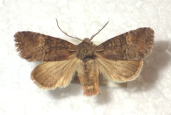 Brachylomia viminalis