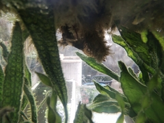 Macrobrachium rosenbergii