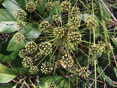 Mackinlaya macrosciadea