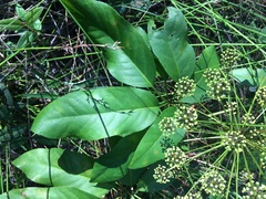 Mackinlaya macrosciadea