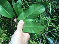 Mackinlaya macrosciadea