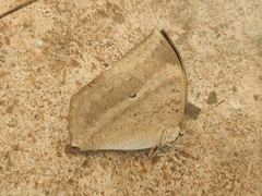 Discophora