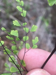 Adiantum atroviride