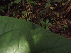 Micropezidae