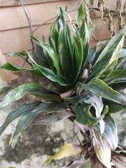 Dracaena fragrans compacta