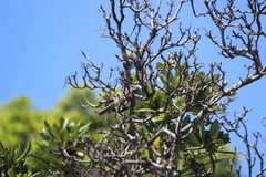 Zonotrichia leucophrys