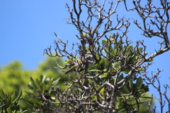 Zonotrichia leucophrys