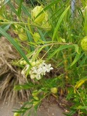 Gomphocarpus fruticosus