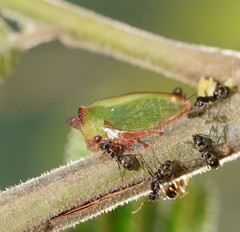 Sextius virescens