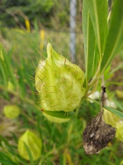 Gomphocarpus fruticosus