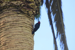 Melanerpes formicivorus