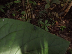 Micropezidae