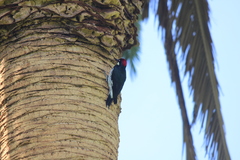 Melanerpes formicivorus