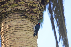 Melanerpes formicivorus