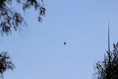 Patagioenas fasciata