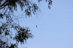 Patagioenas fasciata