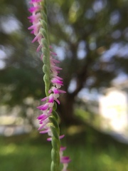 Spiranthes sinensis