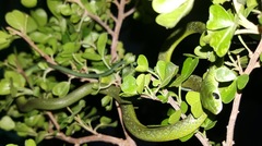 Philothamnus occidentalis
