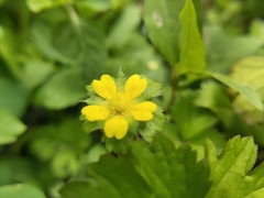 Potentilla hebiichigo