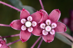 Asclepias cordifolia