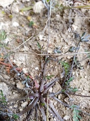 Chaerophyllum novae-zelandiae