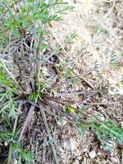 Chaerophyllum novae-zelandiae
