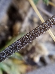 Chaerophyllum novae-zelandiae