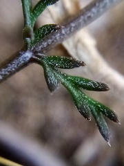 Chaerophyllum novae-zelandiae
