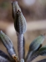 Chaerophyllum novae-zelandiae