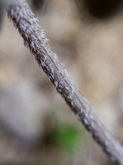 Chaerophyllum novae-zelandiae
