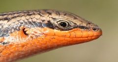 Red-Sided Skink photo 2