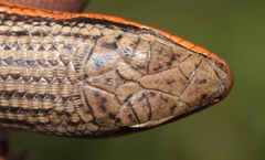 Red-Sided Skink photo 3