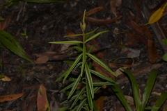 Oxylobium robustum