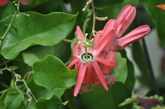 Passiflora princeps