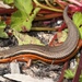 Red-sided Skink - Photo (c) Alex Rebelo, some rights reserved (CC BY-NC), uploaded by Alex Rebelo