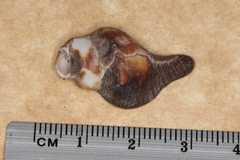 Pterochelus triformis