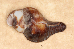 Pterochelus triformis