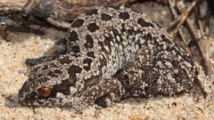 Pachydactylus maculatus